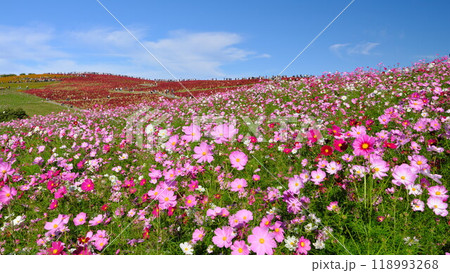 秋 国営ひたち海浜公園の満開コスモスと紅葉コキア広大な丘を彩る 118993268