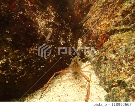 休息中のテナガエビ 118993667