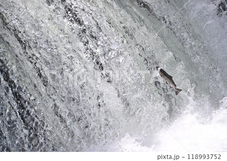 さくらの滝を登ろうとするサクラマス 118993752