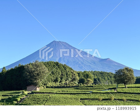 青空に映える茶畑と富士山 118993915