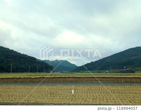 広い田んぼで稲刈りのあとに佇む鳥 118994037