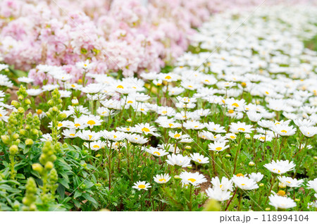 デイジーなど春の花々の花畑 デイジーなど春の花々の花畑 118994104