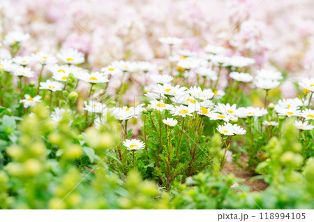 デイジーなど春の花々の花畑 デイジーなど春の花々の花畑 118994105