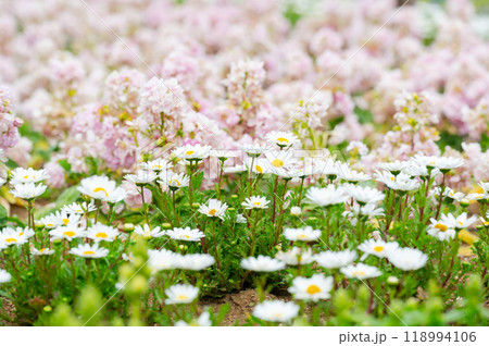 デイジーなど春の花々の花畑 118994106