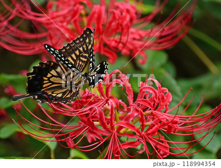 コラージュ 118994354