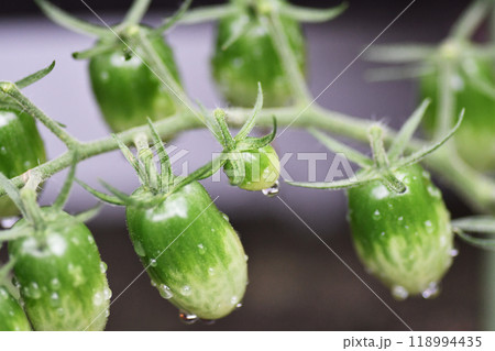 完熟前のフルーツトマト 完熟前のフルーツトマト 118994435