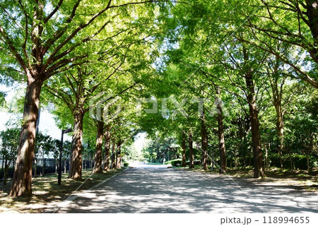 神奈川県　平塚市総合公園のメタセコイア並木 118994655