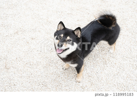 白い石の庭で微笑む豆柴のシェリ 118995183