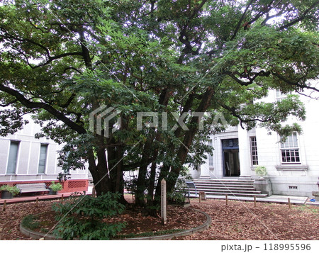 横浜開港記念館の玉楠の木 118995596