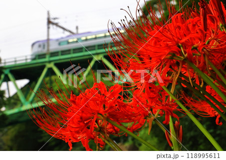 彼岸花と中央本線を走る鉄道 彼岸花と中央本線を走る鉄道 118995611