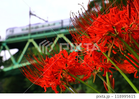 彼岸花と中央本線を走る鉄道 彼岸花と中央本線を走る鉄道 118995615