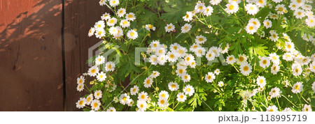 Natural background. Wild daisies grew near the door 118995719