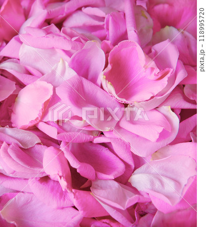 Natural background of rose petals Natural background of rose petals 118995720