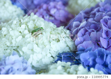 紫陽花とカエル 118995774