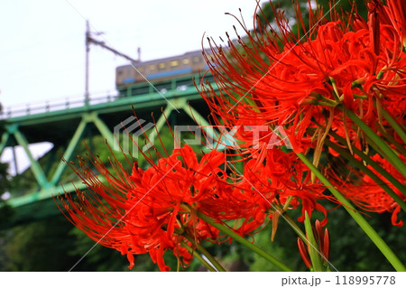 彼岸花と中央本線を走る鉄道 彼岸花と中央本線を走る鉄道 118995778
