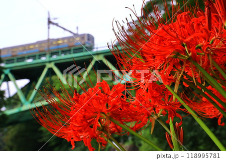 彼岸花と中央本線を走る鉄道 彼岸花と中央本線を走る鉄道 118995781