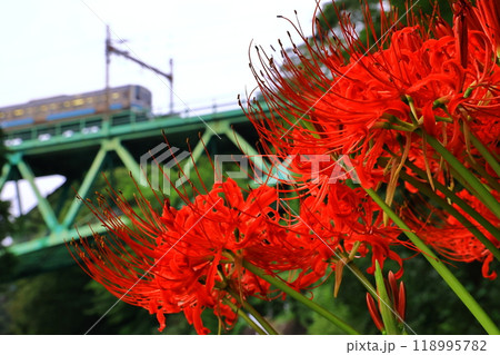 彼岸花と中央本線を走る鉄道 彼岸花と中央本線を走る鉄道 118995782