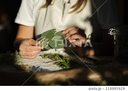 Middle selection of female hold sage leafs in hands. Work with herbs. The sun's rays shine on the hands  118995929