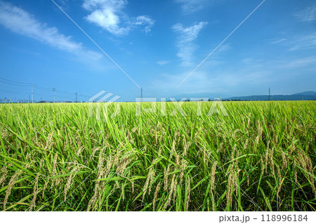 秋の実り 118996184