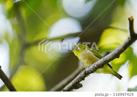 木の枝にとまるメジロ 118997429