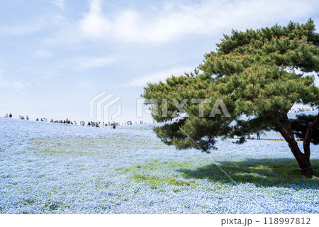 【ひたち海浜公園】見頃を迎えたみはらしの丘のネモフィラ 118997812