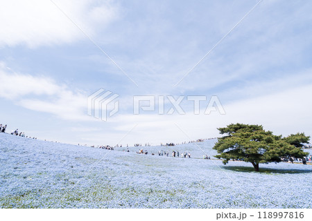 【ひたち海浜公園】見頃を迎えたみはらしの丘のネモフィラ 【ひたち海浜公園】見頃を迎えたみはらしの丘のネモフィラ 118997816