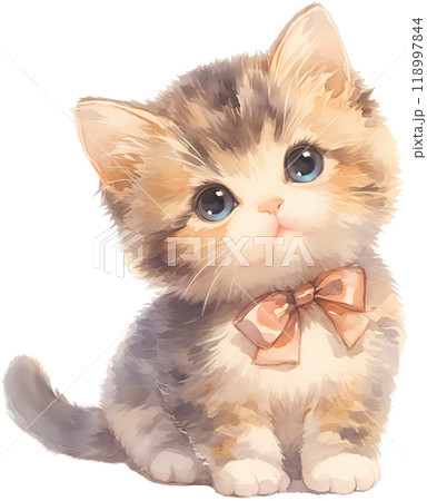 kitten on white background kitten on white background 118997844