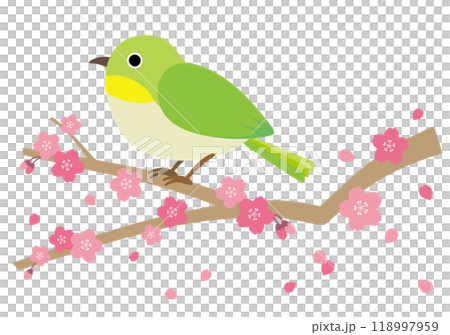Illustration of a white-eye perched on a branch of cherry blossoms Illustration of a white-eye perched on a branch of cherry blossoms 118997959