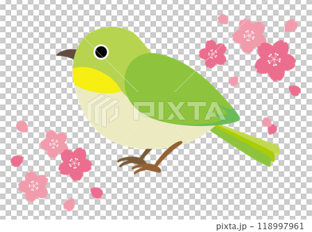 Illustration of cherry blossoms and white-eye Illustration of cherry blossoms and white-eye 118997961