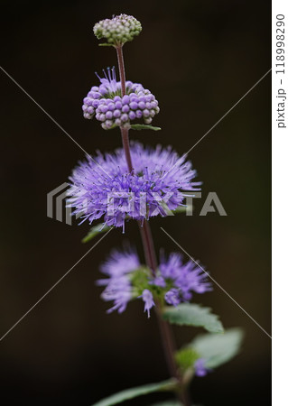 公園に咲くダンギクの花 118998290