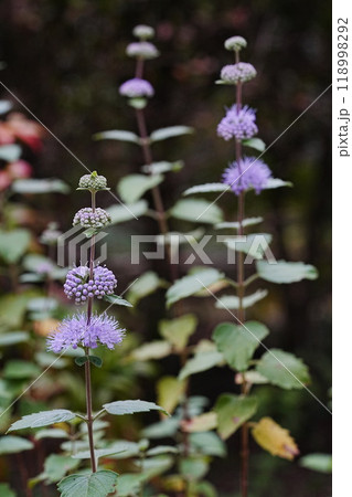 公園に咲くダンギクの花 公園に咲くダンギクの花 118998292
