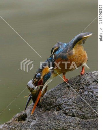 ザリガニを叩きつけるカワセミ 118998593