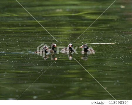 見つめ合うカイツブリの幼鳥四兄弟 118998594