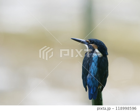 空を見上げるカワセミ 118998596