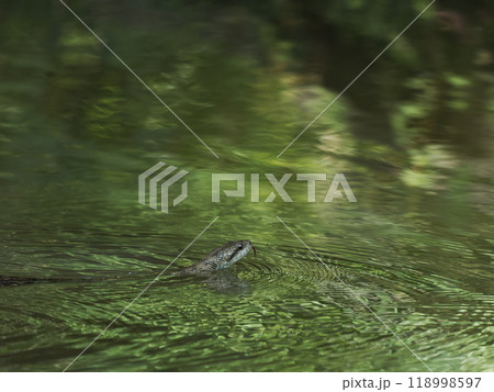池を泳ぐアオダイショウ 118998597