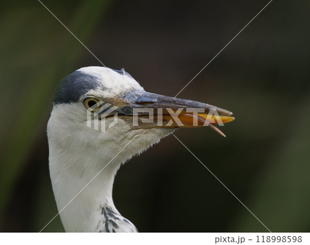 舌を出すアオサギ 118998598