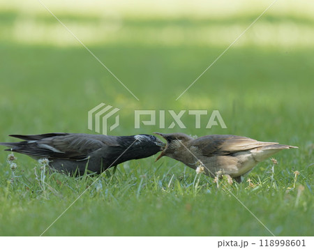 幼鳥に餌を与えるムクドリ 118998601