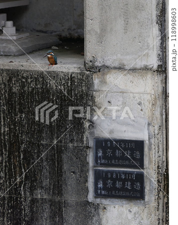 都会で暮らすカワセミ 118998603