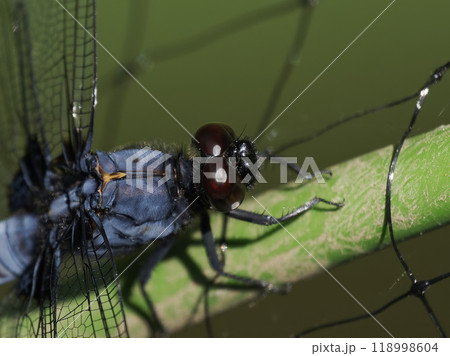 複眼が赤く輝くオオシオカラトンボ 118998604
