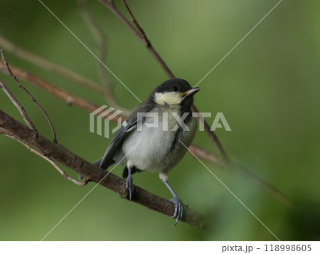 枝に止まるシジュウカラの幼鳥 118998605