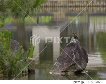 庭園の石に止まるカワセミ 118998606