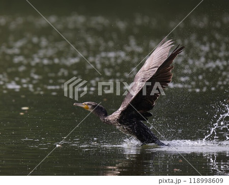 水しぶきを上げて助走するカワウ 118998609