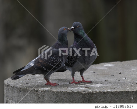 求愛給餌をするハトのペア 求愛給餌をするハトのペア 118998617
