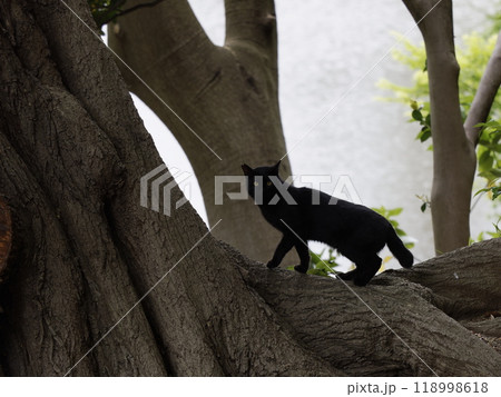 木の上を歩く黒猫 木の上を歩く黒猫 118998618