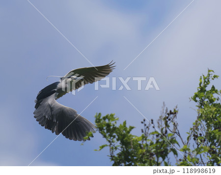空を背景に飛翔するゴイサギ 118998619