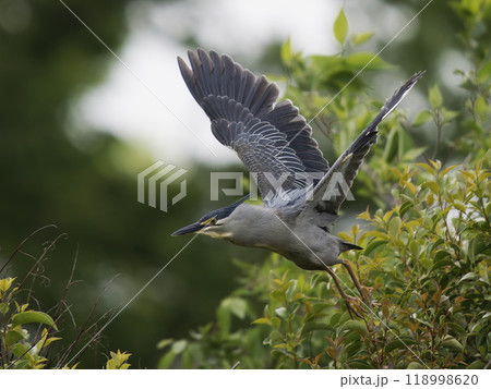 飛び出すササゴイ 118998620