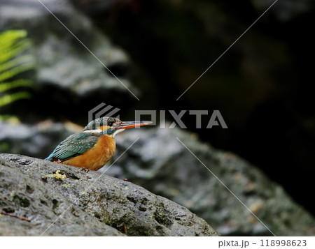 岩場に止まるカワセミ 118998623