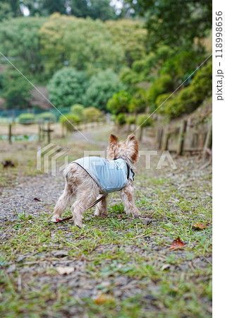 公園を散歩するヨークシャーテリア 118998656