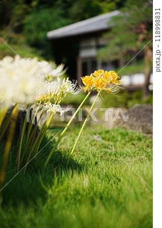 お寺に咲くヒガンバナ 118998831