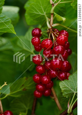 Branch of ripe red currant in a home garden 118998857